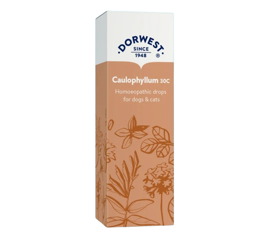 Dorwest Caulophyllum 30c Helps With Whelping / Kittening & Contractions